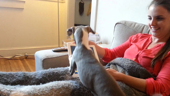 Κουτάβι greyhound τρελαίνεται με παιχνίδι στο iPad