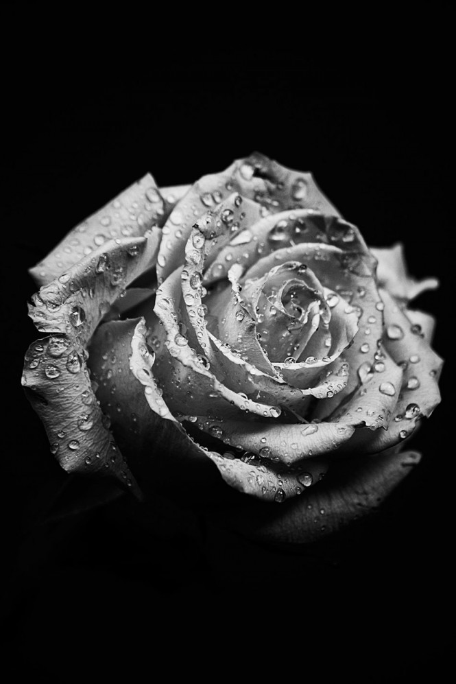 Τριαντάφυλλο σε macro | Φωτογραφία της ημέρας