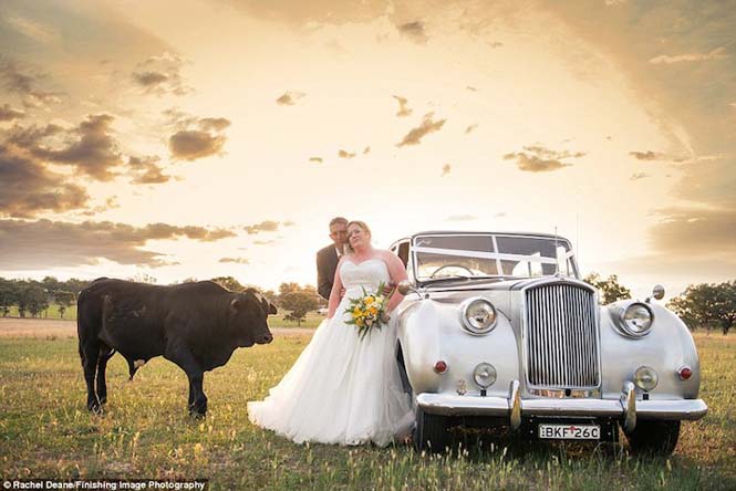 Ταύρος κάνει photobombing σε γαμήλια φωτογράφηση (1)