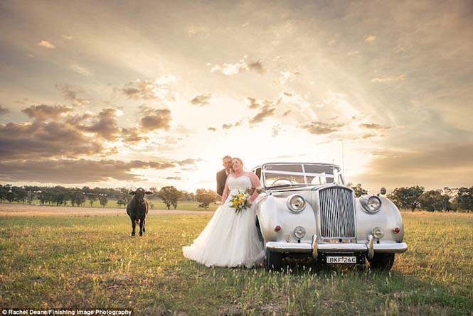 Ταύρος κάνει photobombing σε γαμήλια φωτογράφηση (2)