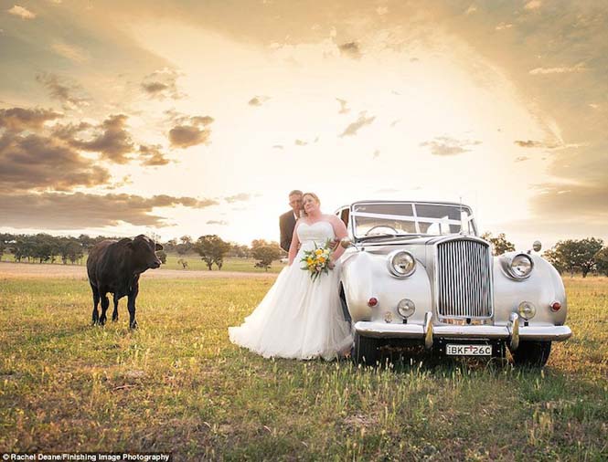 Ταύρος κάνει photobombing σε γαμήλια φωτογράφηση (3)