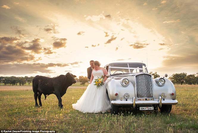 Ταύρος κάνει photobombing σε γαμήλια φωτογράφηση (4)
