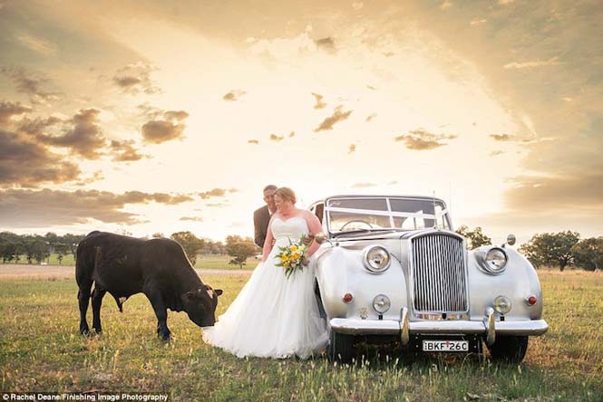 Ταύρος κάνει photobombing σε γαμήλια φωτογράφηση (5)