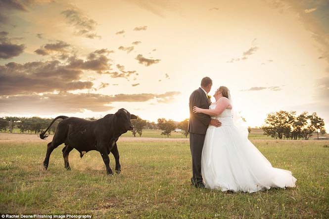 Ταύρος κάνει photobombing σε γαμήλια φωτογράφηση (6)
