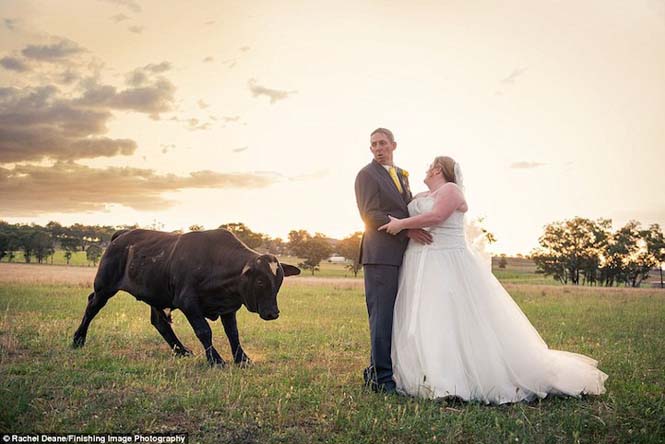 Ταύρος κάνει photobombing σε γαμήλια φωτογράφηση (7)