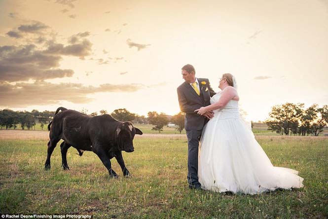 Ταύρος κάνει photobombing σε γαμήλια φωτογράφηση (8)
