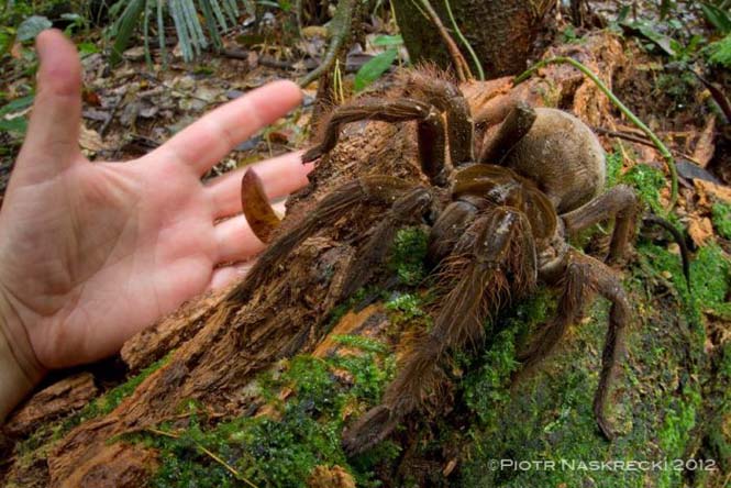 Αράχνη σε μέγεθος αρουραίου (3)