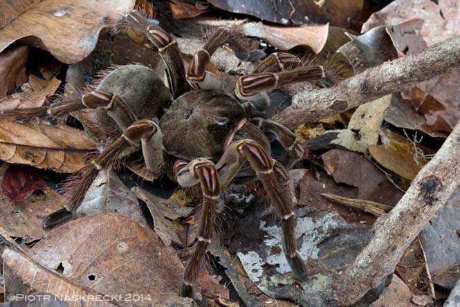 Αράχνη σε μέγεθος αρουραίου (4)