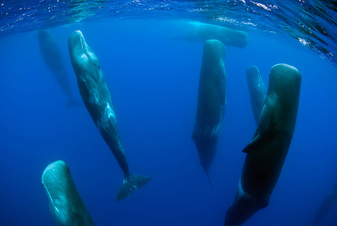 Φάλαινες φυσητήρες κοιμούνται κάθετα