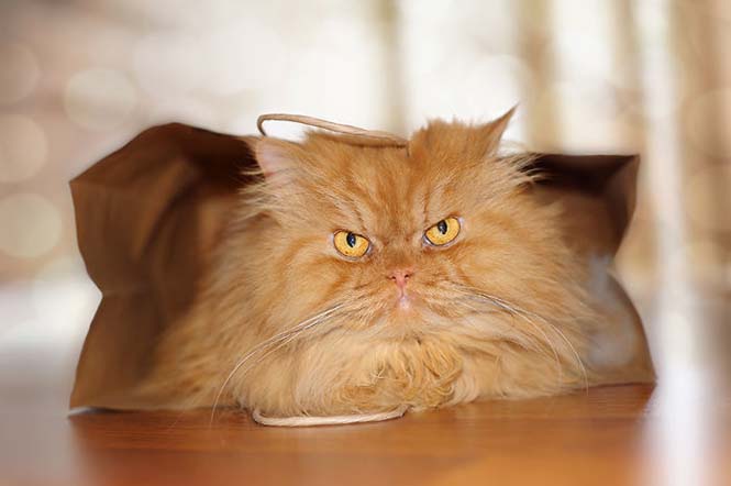 Garfi: Ο πιο θυμωμένος γάτος στον κόσμο (1)