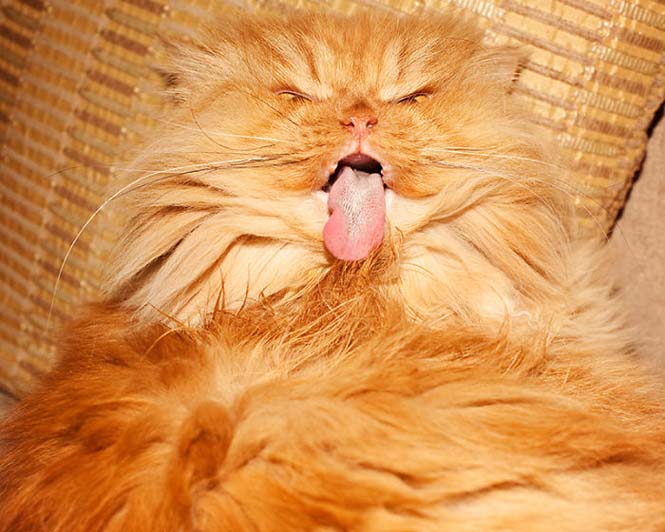 Garfi: Ο πιο θυμωμένος γάτος στον κόσμο (10)