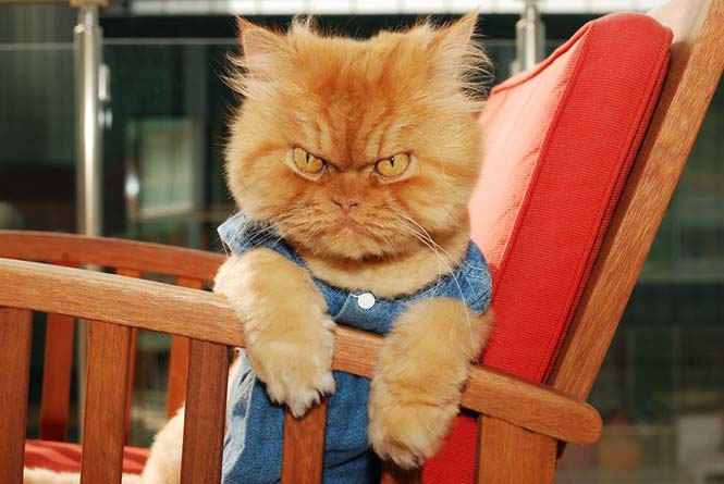 Garfi: Ο πιο θυμωμένος γάτος στον κόσμο (17)