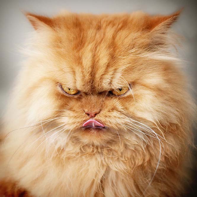 Garfi: Ο πιο θυμωμένος γάτος στον κόσμο (18)