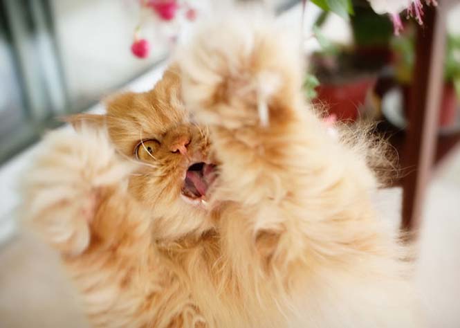 Garfi: Ο πιο θυμωμένος γάτος στον κόσμο (19)