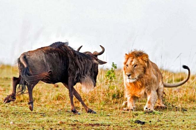 Λιοντάρι εναντίον γκνου σε 8 απίστευτα καρέ (1)