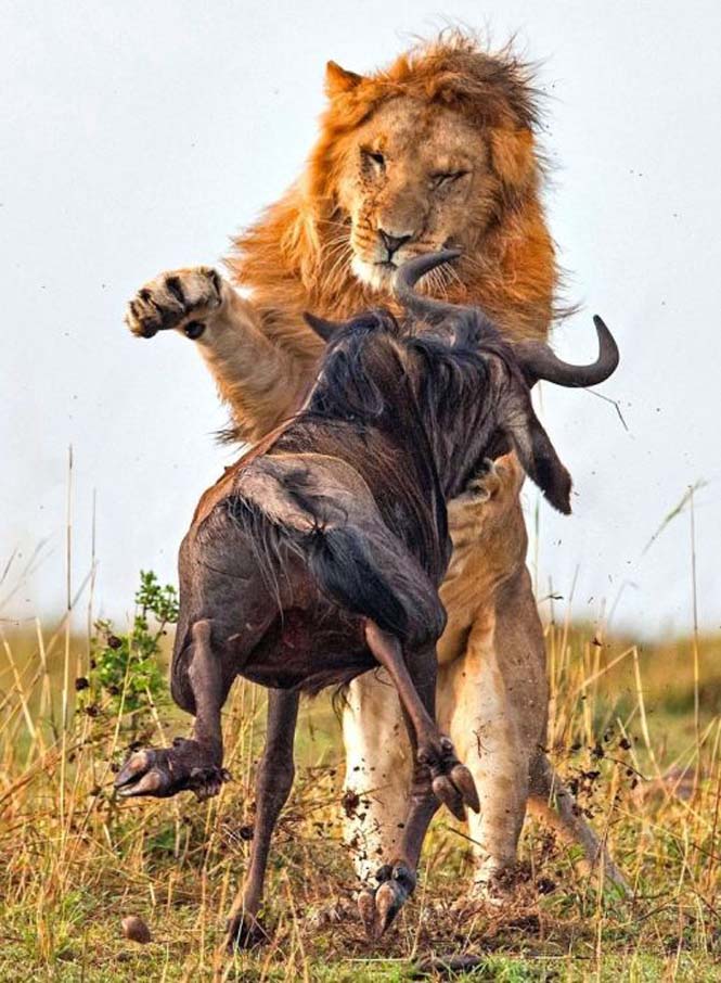 Λιοντάρι εναντίον γκνου σε 8 απίστευτα καρέ (2)