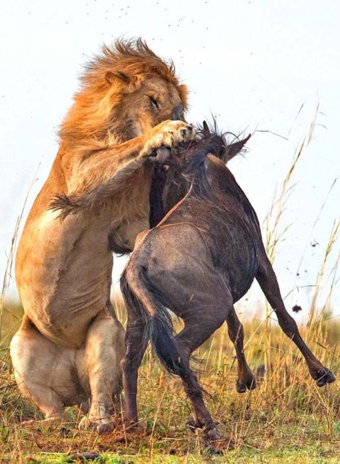 Λιοντάρι εναντίον γκνου σε 8 απίστευτα καρέ (4)