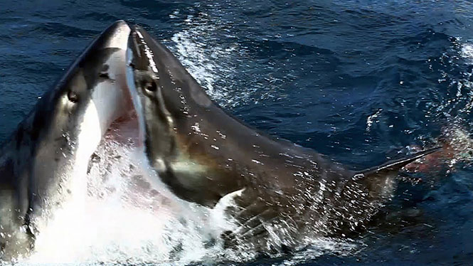 Μάχη ανάμεσα σε δυο μεγάλους λευκούς καρχαρίες