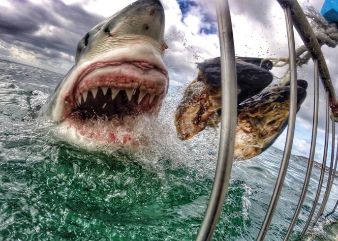 Κοντινή φωτογραφία ενός καρχαρία που παγώνει το αίμα | Φωτογραφία της ημέρας