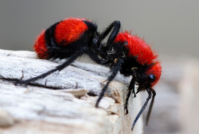 Κόκκινο βελούδινο μυρμήγκι | Φωτογραφία της ημέρας