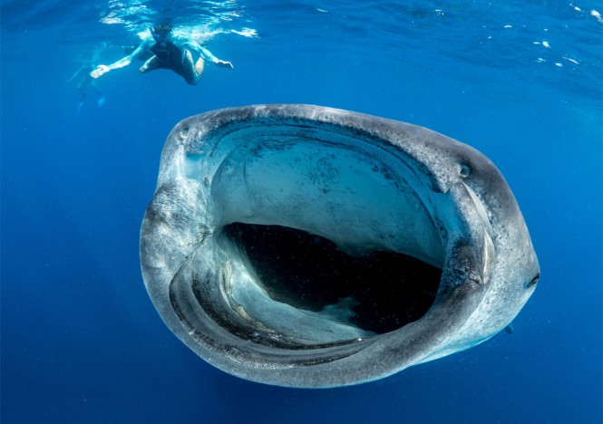 Στο στόμα του φαλαινοκαρχαρία | Φωτογραφία της ημέρας