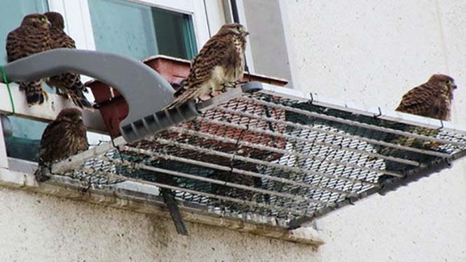 Ένα πτηνό που δεν περιμένεις να δεις στο παράθυρο μιας πολυκατοικίας στην πόλη (6)